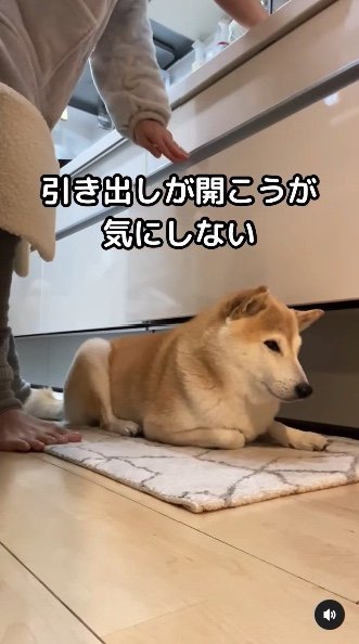 提供：柴犬Mamesuke・Korosuke大阪さん
