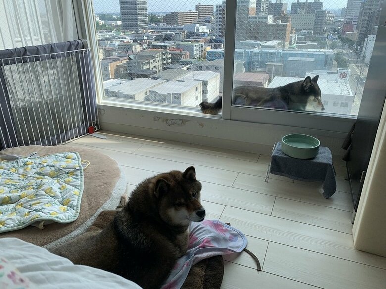 花ちゃんは少しぽっちゃりなので、隙間には入れないという