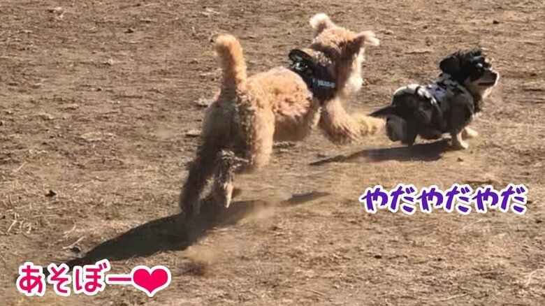 ドッグランで敗北する様子