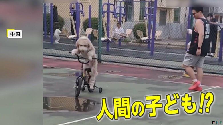 人間の子どもたちにまぎれても違和感がない自転車を乗りこなすプードル