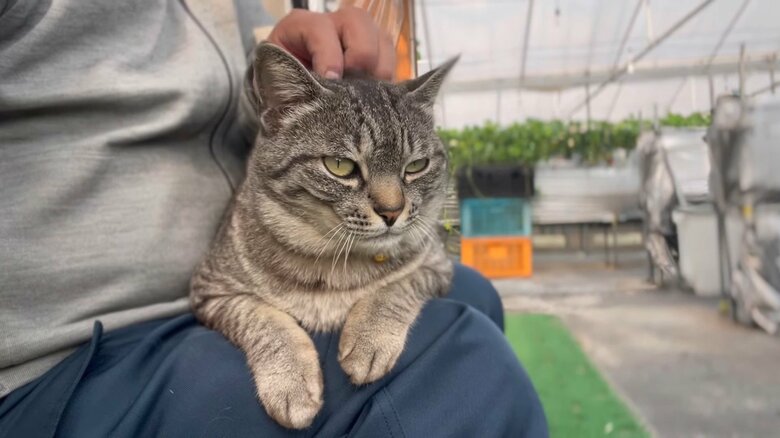 膝の上でまったり