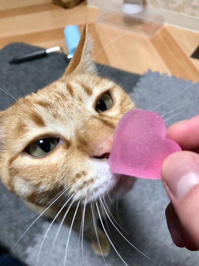 提供：あずきなこさん