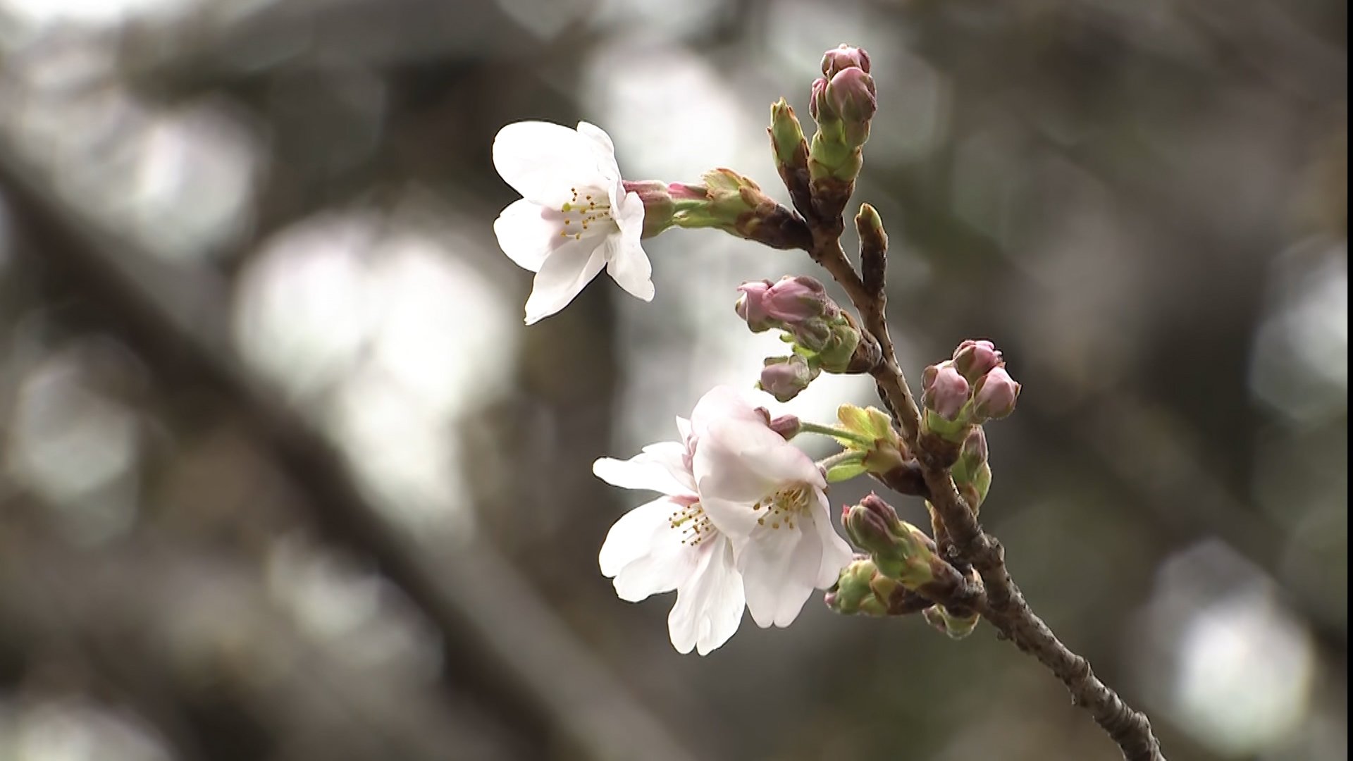 ついに東京都心で桜開花　“標準木”一気に61輪が咲く　満開早まるか…3連休に各地から桜の便り届きそう