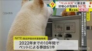 【ペット火災に要注意】留守番中の愛犬がコンロスイッチ押下も…10年間で事故61件、9割が“火災”に　NITE