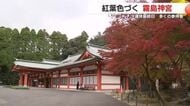 霧島神宮の紅葉シーズン到来　3連休で参拝者1.6倍、今週末が見頃の予報
