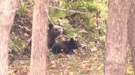 【ヒグマ速報】住宅そばにある西区の公園にクマ2頭が居座る＿札幌市が一時『北海道初の“緊急猟銃”』準備に入るも現在は解除〈中央区宮の森でもクマ1頭の姿を捉える〉北海道札幌市では厳重な警戒続く