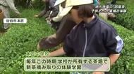 新茶の摘み取りに子供たちが挑戦　特産の「因尾茶」　大分県佐伯市