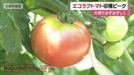 低農薬などで育む「エコラブトマト」大洲で収穫ピーク　満足な品質に　来年から愛媛の広範囲で栽培【愛媛】