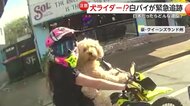 【仰天】犬がバイクを運転!?ハンドルに前脚かけ…白バイが緊急追跡　女性ライダーに反則金「暴れたら大変なことに」　オーストラリア