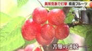 《あのニュースの今2025》フルーツ　高温少雨など異常気象で打撃の1年・高齢化で耕作放棄地増も　山形