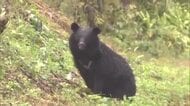 ツキノワグマ出没警報、10月から「注意報」に切り替え　目撃件数減少も引き続き被害対策の徹底を　秋田