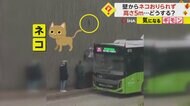 【ネコの救出劇】高さ5mの場所で身動きとれず…運転手がバスの屋根に上り救出「乗客がいても同じことをした」　トルコ