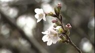ついに東京都心で桜開花　“標準木”一気に61輪が咲く　満開早まるか…3連休に各地から桜の便り届きそう