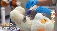 メキシコのパンチ君　母ザルが育児放棄　イヌのぬいぐるみにしがみつく…“本家”は最近“ぬいぐるみ離れ”も