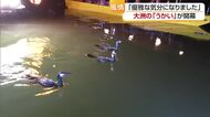 水郷の初夏・大洲で「うかい」開幕　屋形船で優雅な川下り　鵜匠の手綱さばきに「鵜も一生懸命」【愛媛】