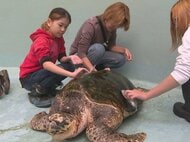 金だわしでピカピカに…道の駅『ウミガメ公園』で会員制のサポーターたちが甲羅磨き 1匹あたり約30分かけて汚れ落とす