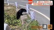「恐怖感じた」“天空の温泉郷”で子グマ目撃　各地で出没相次ぎ警戒高まる　住職「お供え物は持ち帰って」