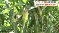 「イアコーン」活用で畜産飼料の自給率向上へ　輸入コストなどの高騰受け県が実証実験を公開　秋田・大仙市