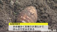 約300年前から金沢市の伝燈寺に伝わる…『伝燈寺里芋』収穫祭 地元の子供がサトイモ掘りに挑戦