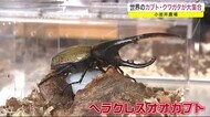 世界のカブト・クワガタが大集合 小岩井農場<岩手・雫石町>