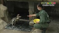 ペンギンの飼育に密着! 食事など気になる生態に迫る 健康診断で“ご機嫌ななめ”に?新人飼育員が奮闘【富山発】