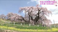 <ふくしま桜紀行> 三春滝桜・紅枝垂地蔵ザクラ 一本桜番付 東西横綱が見ごろ