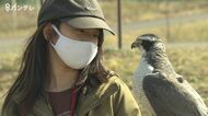 タカに恋した小学4年生 日本古来の “鷹匠”になる! 師匠から学ぶ
