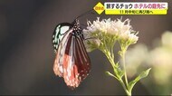旅する蝶「アサギマダラ」 ホテルの庭先に飛来 静岡・下田市