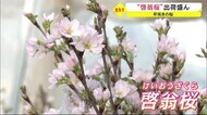 早咲きの桜 “啓翁桜”の出荷ピーク 秋田・鹿角市