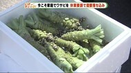 無償で1本~食材宅配業者とタイアップ ワサビ農家を支援 静岡市