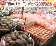 「3月中頃まで安く買える」アボカド“売値100円台前半”も　メキシコで記録的豊作…卸値は前年同月比200円超安に！