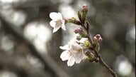 ついに東京都心で桜開花　“標準木”一気に61輪が咲く　満開早まるか…3連休に各地から桜の便り届きそう