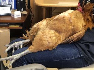 おなかを“モフモフ”されてご満悦…「鶏であることを忘れた」名古屋コーチンがかわいすぎる