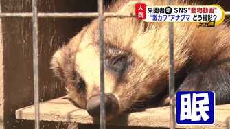 動物園snsのかわいすぎる 動物動画 が超人気 あの 決定的瞬間 はどうやって撮影したの