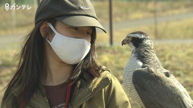 タカに恋した小学4年生 日本古来の “鷹匠”になる! 師匠から学ぶ