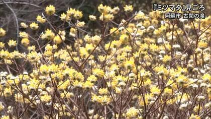 阿蘇市の『古閑の滝』周辺でミツマタが見頃【熊本】
