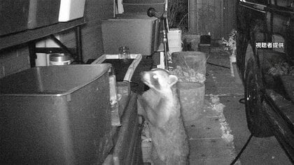 数百匹が消えた…“メダカ泥棒”を突き止めようと設置した防犯カメラにアライグマ 「まさか東京に…」
