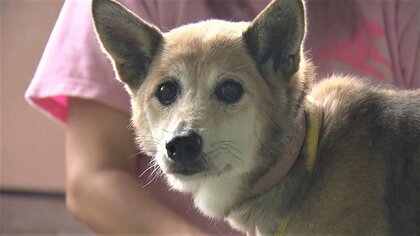 「ペットの命に責任を」譲渡会や啓蒙運動…ボランティア団体が継続する地道な活動【長崎発】