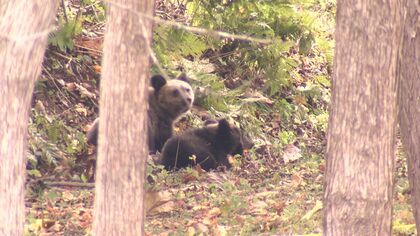 【ヒグマ速報】住宅そばにある西区の公園にクマ2頭が居座る＿札幌市が一時『北海道初の“緊急猟銃”』準備に入るも現在は解除〈中央区宮の森でもクマ1頭の姿を捉える〉北海道札幌市では厳重な警戒続く