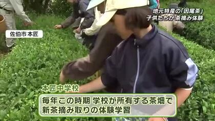 新茶の摘み取りに子供たちが挑戦　特産の「因尾茶」　大分県佐伯市