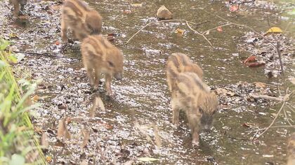 水路に落ちたウリ坊…助けてはダメ？鳥獣保護法の規定　救出した男性「雨が降ると溺れてしまう」【福岡発】