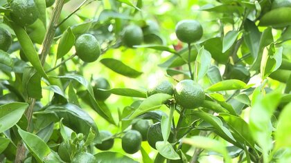 香り高く果汁が多い柑橘類「くまの香酢」が旬　焼き魚や焼酎と一緒に… 食べて飲んでおいしい【宮崎発】