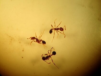 国内でことし初「強毒」ヒアリ確認　環境省発表