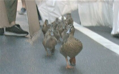 京都で恒例「カモ親子の引っ越し」　産んだ卵が食べられる危機も…住民も警察官も巻き込む大移動に密着