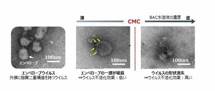 界面活性剤「塩化ベンザルコニウム」のウイルス不活化メカニズムを解明