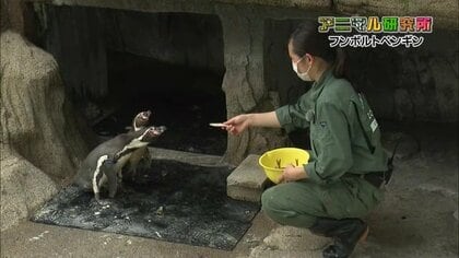 ペンギンの飼育に密着！ 食事など気になる生態に迫る　健康診断で“ご機嫌ななめ”に？新人飼育員が奮闘【富山発】