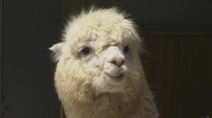 100周年の小諸市動物園がリニューアル　1926年・大正15年に開園 “長野県内最古”　アルパカやチンチラなど新たな動物も仲間入り
