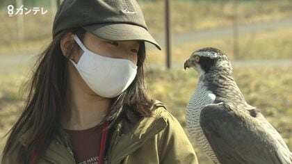 タカに恋した小学4年生　日本古来の “鷹匠”になる！　師匠から学ぶ命の大切さ