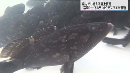 「食糧危機」に挑む！ケーブルテレビ会社が「陸上養殖」参入　IT技術で「タマクエ」育成へ　未来の「タンパク質不足」解消へ異業種からの挑戦