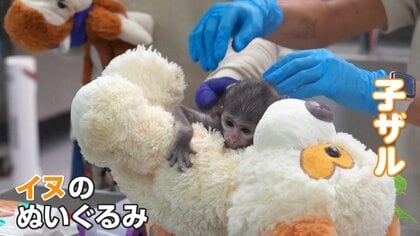 メキシコのパンチ君　母ザルが育児放棄　イヌのぬいぐるみにしがみつく…“本家”は最近“ぬいぐるみ離れ”も